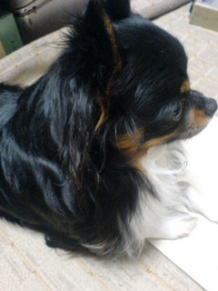 �ɂ����߁B